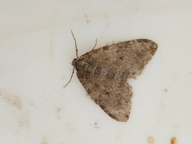Epirrita christyi/dilutata