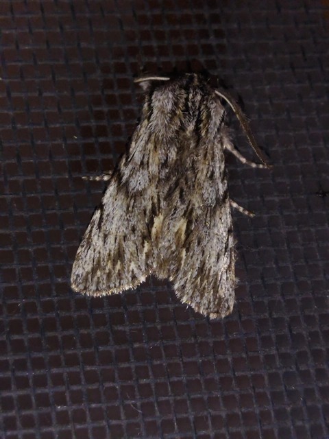 Asteroscopus sphinx - csillagnéző bundásbagoly
