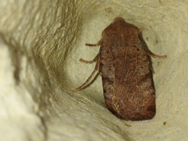 Conistra rubiginosa - szürke télibagoly