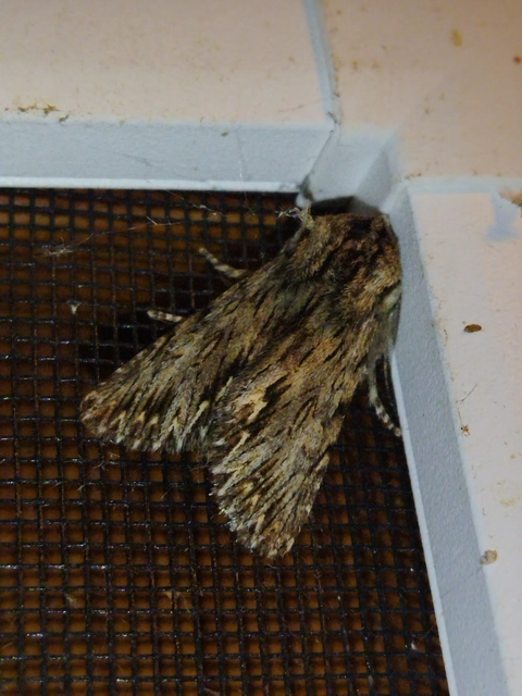 Asteroscopus sphinx - csillagnéző bundásbagoly