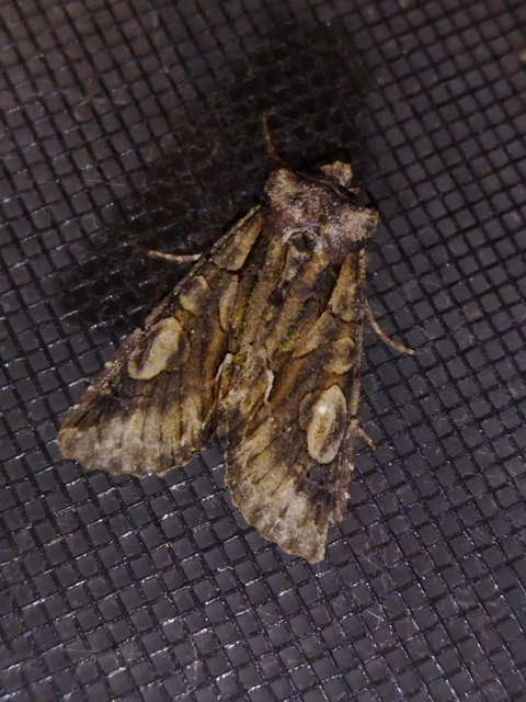 Allophyes oxyacanthae - galagonyabagoly