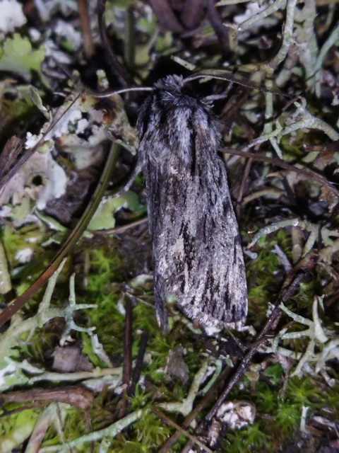 Asteroscopus sphinx - csillagnéző bundásbagoly