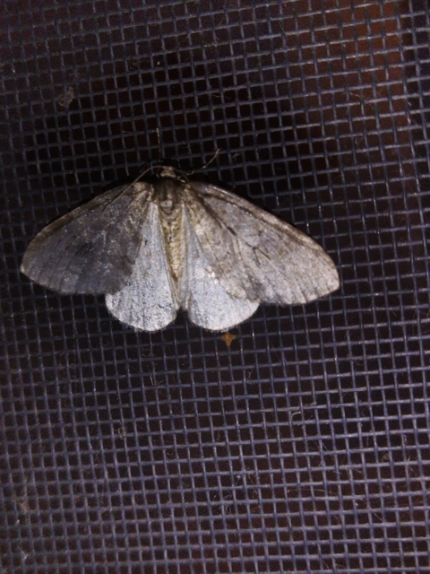 Epirrita christyi/dilutata