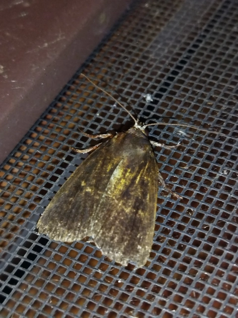 Amphipyra livida - zsírfényű bagoly