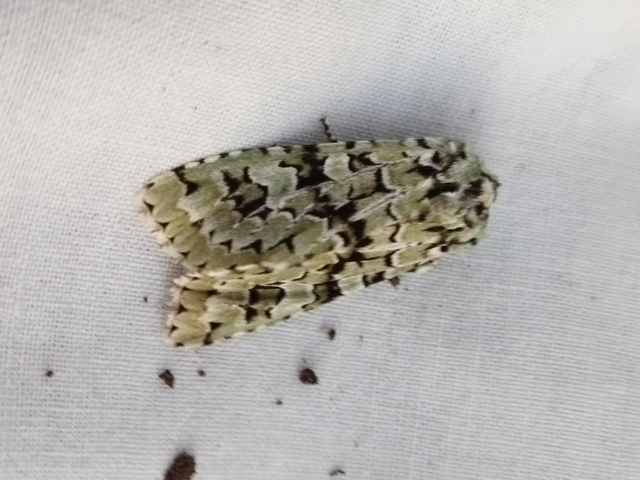 Griposia aprilina - őszi zöldbagoly