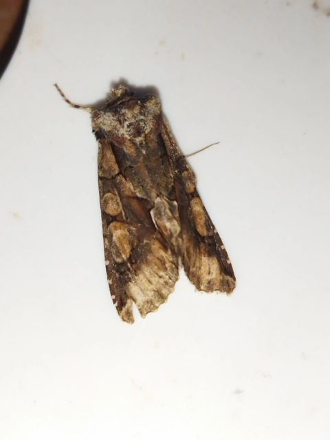 Allophyes oxyacanthae - galagonyabagoly