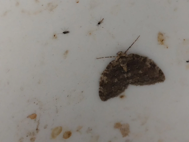 Epirrita christyi/dilutata