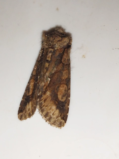 Allophyes oxyacanthae - galagonyabagoly