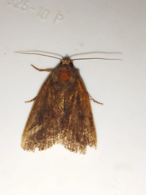 Amphipyra livida - zsírfényű bagoly