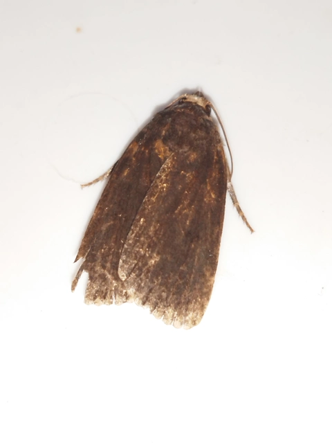 Amphipyra livida - zsírfényű bagoly