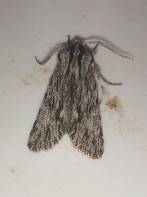 Asteroscopus sphinx - csillagnéző bundásbagoly