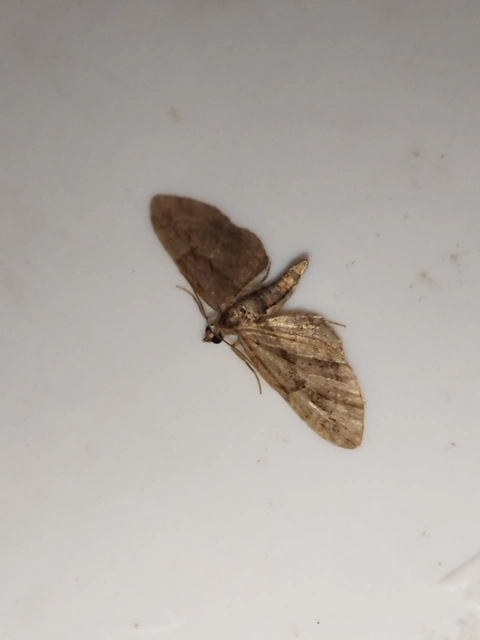 Eupithecia ericeata - feketefenyő-törpearaszoló