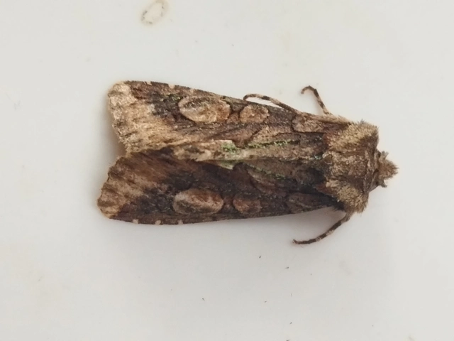 Allophyes oxyacanthae - galagonyabagoly