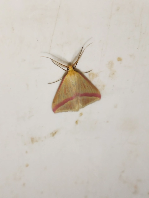 Rhodometra sacraria - rózsacsíkos araszoló