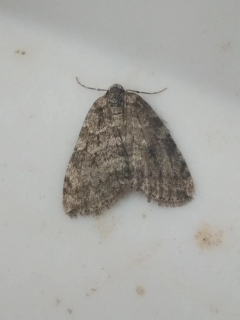 Epirrita christyi/dilutata