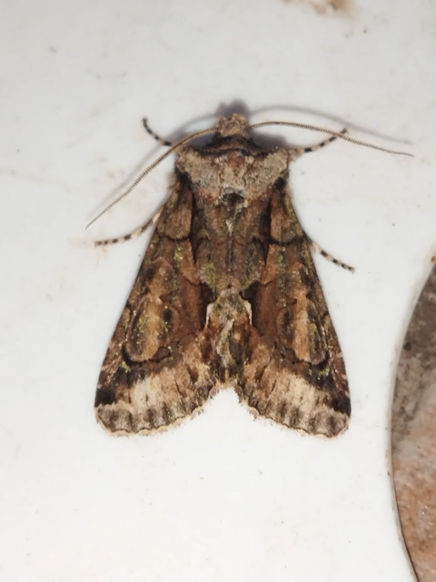 Allophyes oxyacanthae - galagonyabagoly