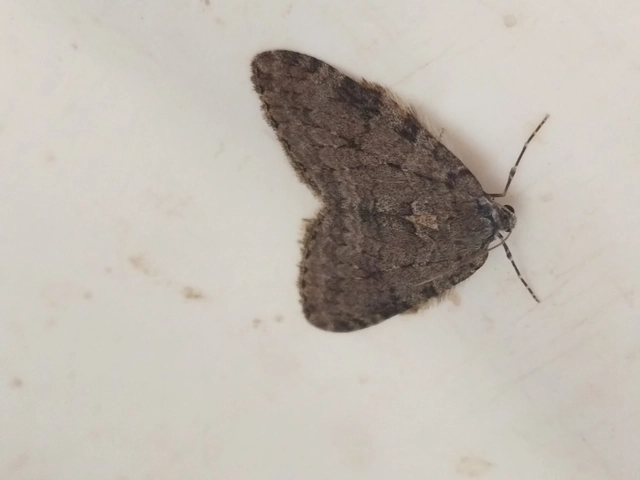 Epirrita christyi/dilutata