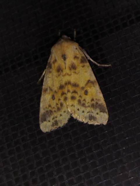 Cirrhia gilvago - foltos sárgabagoly