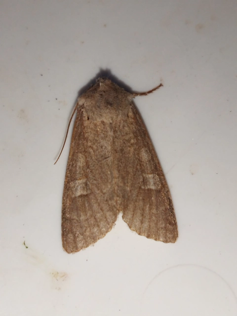 Ammoconia caecimacula - szürke őszibagoly