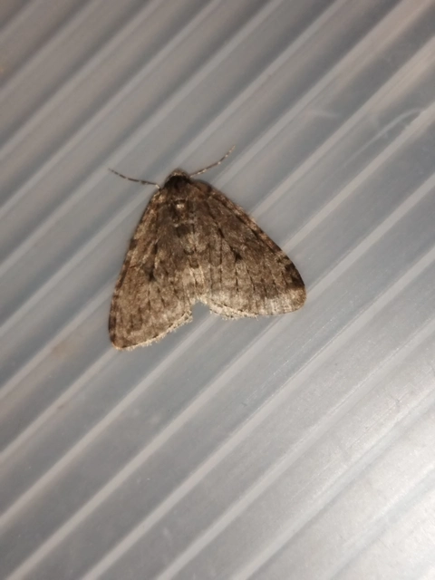 Epirrita christyi/dilutata