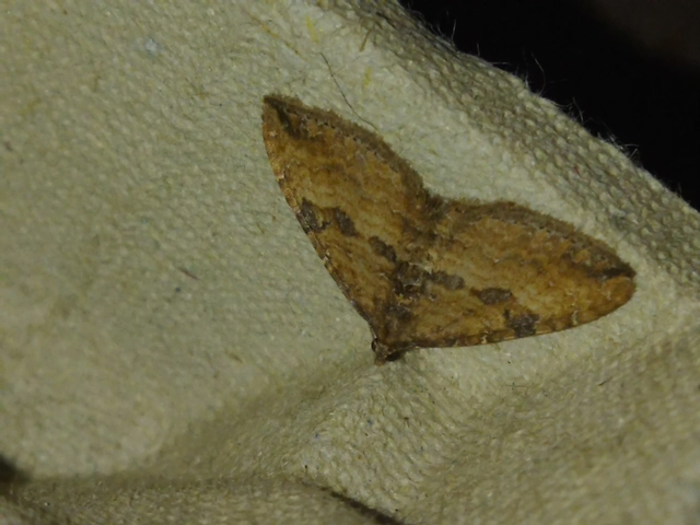Orthonama obstipata - vándoraraszoló