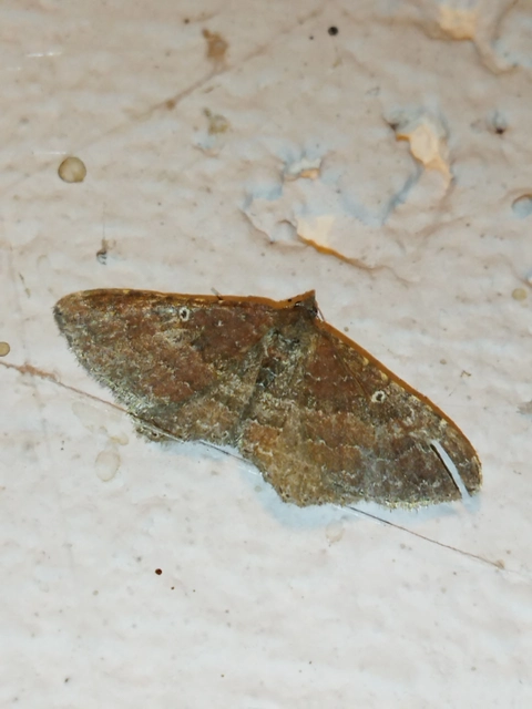 Orthonama obstipata - vándoraraszoló