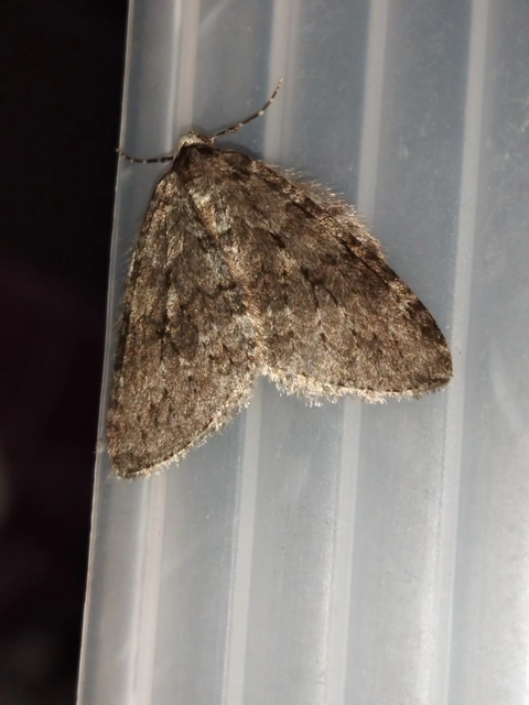 Epirrita christyi/dilutata