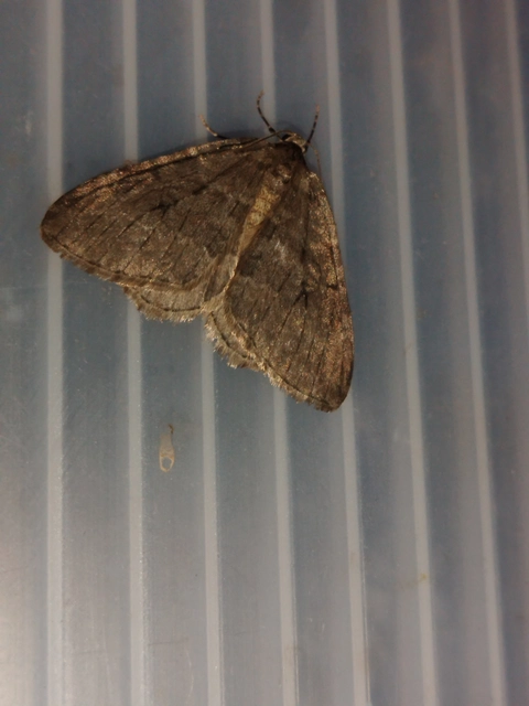 Epirrita christyi/dilutata