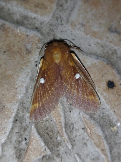 Eriogaster catax - sárga gyapjasszövő