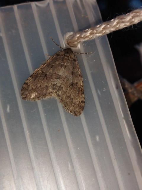 Epirrita christyi/dilutata