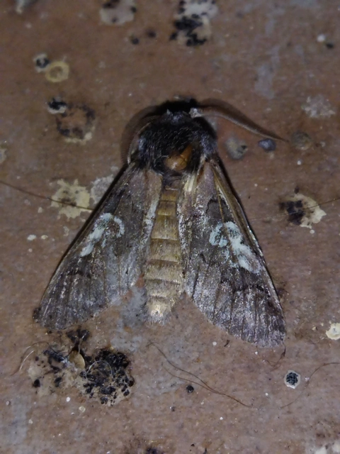 Diloba caeruleocephala - őszi kékesbagoly