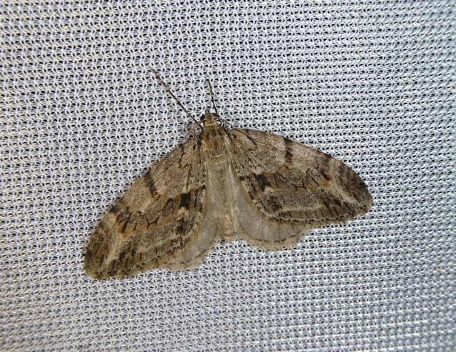Trichopteryx polycommata - kőrisfa-lebenyesaraszoló