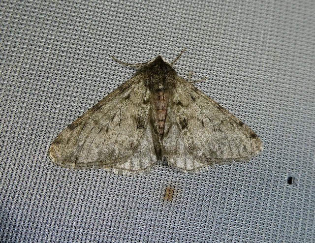 Apocheima pilosaria - zöldes tavasziaraszoló