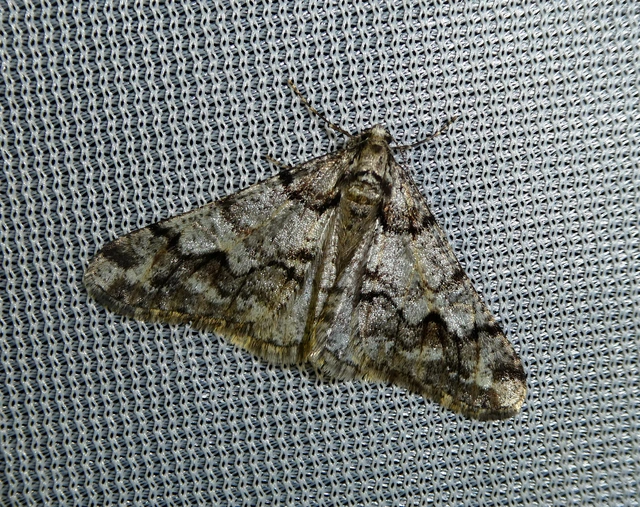 Agriopis leucophaearia - tölgy-tavasziaraszoló