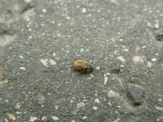 Hypera postica - lucerna-pikkelyesormányos