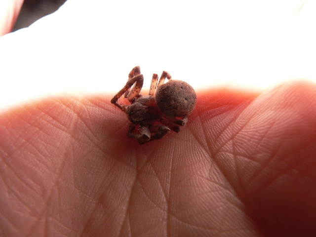 Larinioides