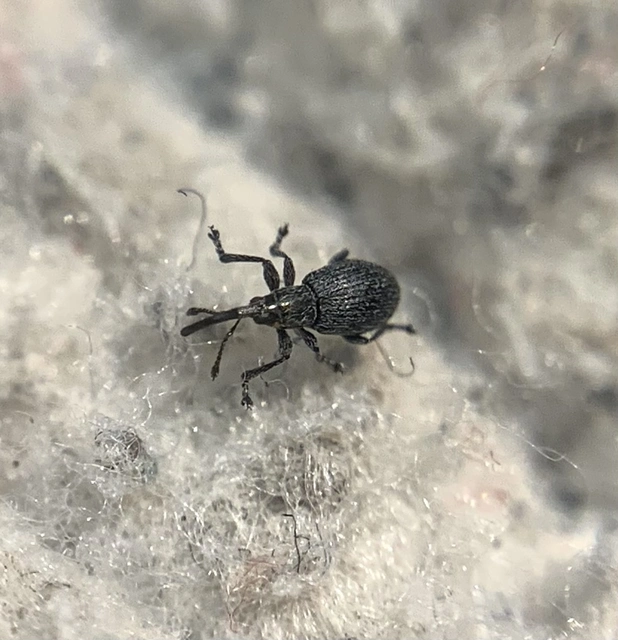 Diplapion detritum - kamilla-cickányormányos
