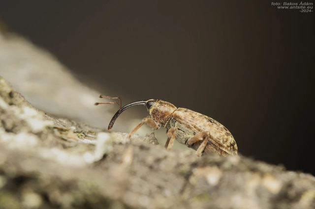 Dorytomus longimanus - kétalakú hangormányos