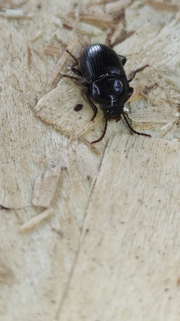 Nalassus dermestoides - rövidszárnyú gyászbogár