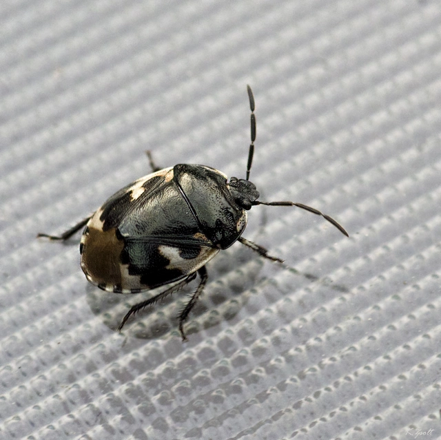 Tritomegas bicolor - foltos földipoloska