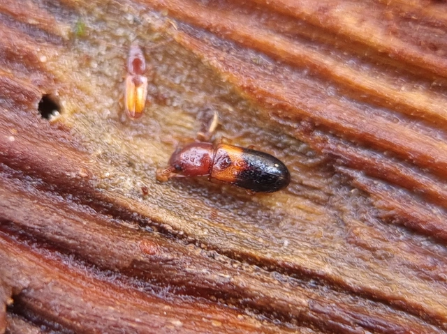 Corticeus bicolor - kétszínű kéregbújó