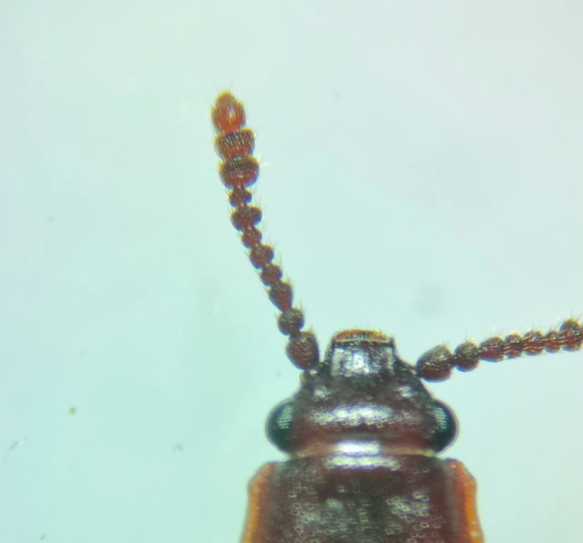 Pediacus dermestoides - bunkóscsápú lapbogár