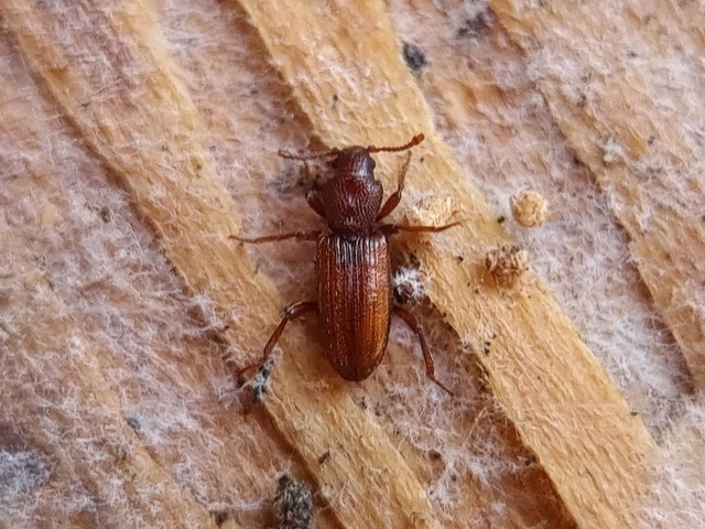 Bothrideres bipunctatus - szívnyakú humuszbogár