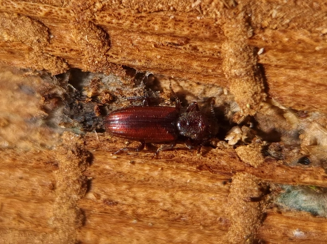 Bothrideres bipunctatus - szívnyakú humuszbogár