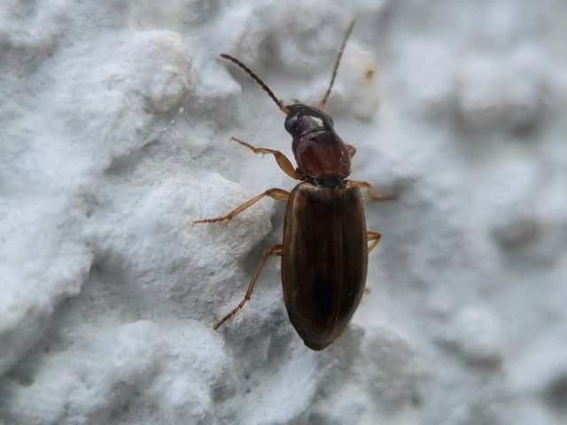 Dicheirotrichus placidus - pillásszemű szőrösfutó