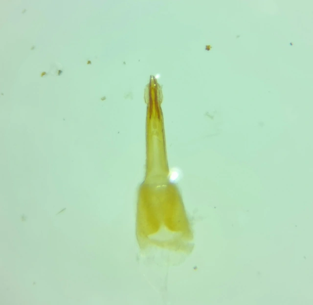 Heterothops dissimilis - keskenyfejű egérholyva