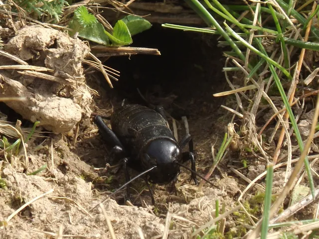 Gryllus campestris - mezei tücsök