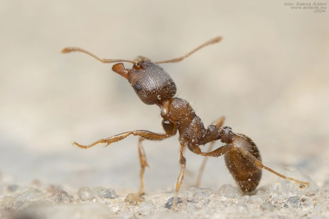 Tetramorium