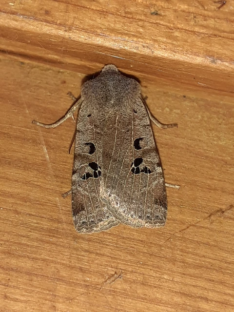 Conistra rubiginosa - szürke télibagoly
