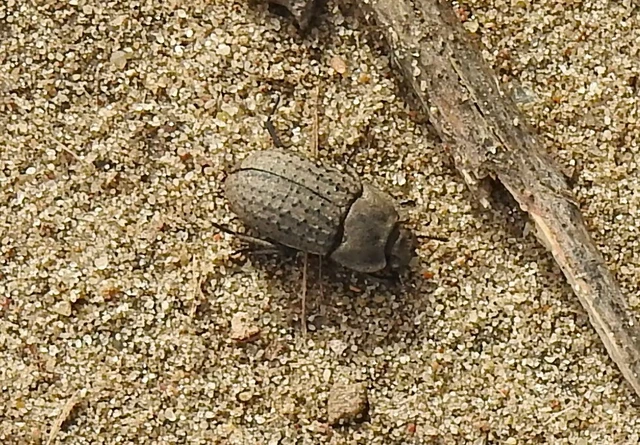 Opatrum sabulosum - sároshátú gyászbogár